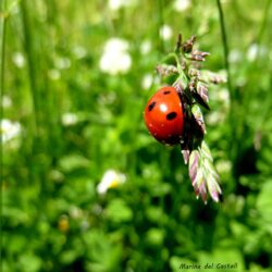 Ladybug beetle on green grass closeup photography, ladybird HD