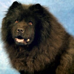 Black Chow Chow Wallpapers Dogs Animals Wallpapers in format for