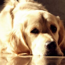 Golden labrador Wallpapers