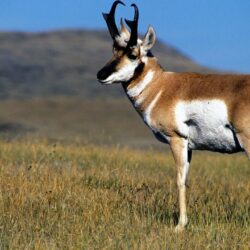 Pronghorn Antelope Latest Hd Wallpapers Free Download