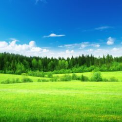Wallpapers Green grass, Thick forest, Blue sky, , Nature,