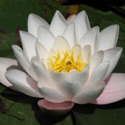 Beautiful White Lotus Flower Wallpapers Desktop Free Download