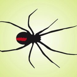 Black Widow Spider Vector Art & Graphics
