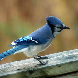 Image For > Bluejay Bird Pictures