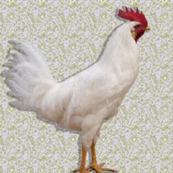 HD White Leghorn Rooster Wallpapers