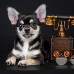 File: Chihuahua Wallpapers