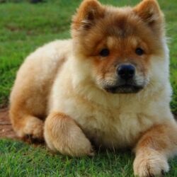 Download Puppy, Sitting, Grass, Chow Chow, Fluffy, Dogs