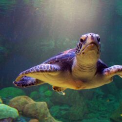 Turtle Wallpapers 4654