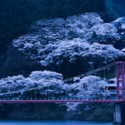 Download wallpapers japan, bridge, sakura, night hd backgrounds