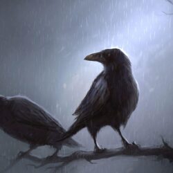 Crows standing in the rain on the branch wallpapers