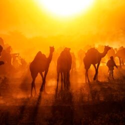 Pushkar Camels – Bing Wallpapers Download