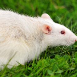 Pictures of Cute Rats Wallpapers