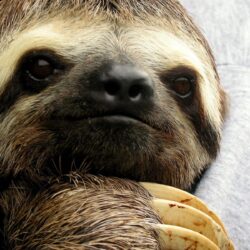 Image For > Sloth Wallpapers