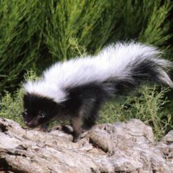 Why You Are Smelling Skunks This Week – Cool Green Science