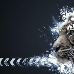 Tiger White Wallpapers