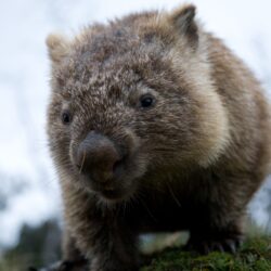 Interesting Wombat HDQ Image Collection, HDQ Cover Wallpapers