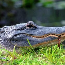 Crocodile And Alligator 2427