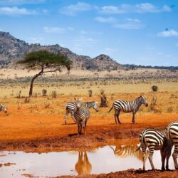 The Best Safari Booking in Kenya wallpapers