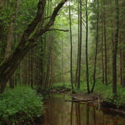 Korvemaa nature park in estonia wallpapers