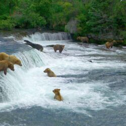 Bears at Brooks River Falls Katmai National Park Picture by Peter