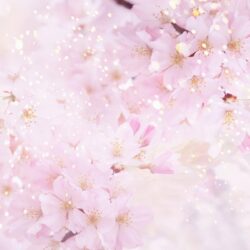 Anime Cherry Blossom Wallpapers Image & Pictures