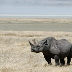 animals rhinoceros black rhinoceros wallpapers High