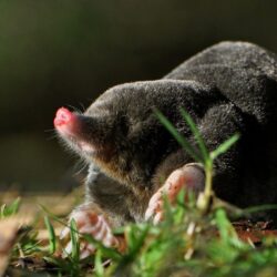 Mole Wallpapers and Backgrounds Image