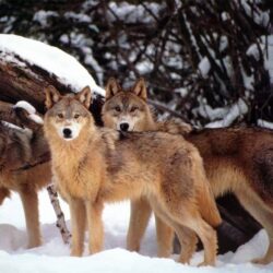 Only Three Wolves Left On Isle Royal • States Chronicle