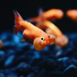 Goldfish Backgrounds Wallpapers 11114