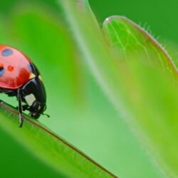 HD Wallpapers Of A Pretty Ladybird Beetle On A Green Plant