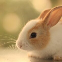 Rabbit Full HD Wallpapers Wallpapers