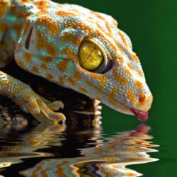 Gecko Drink Photography Wallpapers HD Wallpapers