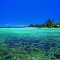 Beaches: Blue Tree Mauritius Beach Sea Oceans Coral HD Wallpapers