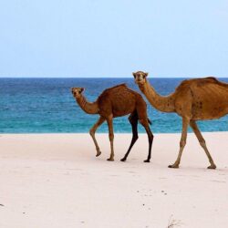 Beaches: Socotra Island Beach Yemen Camel Nature Animals Arabian