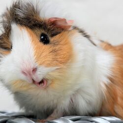 4K Guinea Pig Wallpapers High Quality