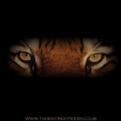 Tiger Wallpapers 44 Backgrounds HD