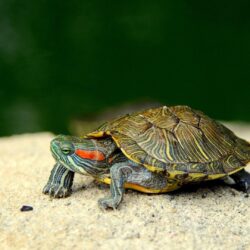 Turtle wallpapers #