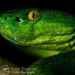Vogel’s Pit Viper – Reptiles and Amphibians of Bangkok