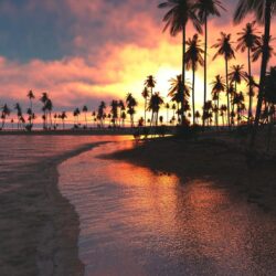 Palm Trees Sunset Sea, HD Nature, 4k Wallpapers, Image, Backgrounds