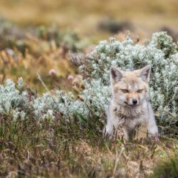 Download wallpapers fox, Tierra del Fuego, fox free desktop wallpapers