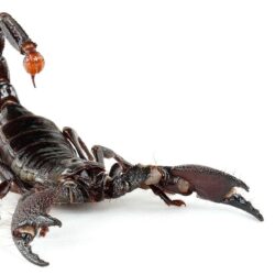 Scorpion HD Image