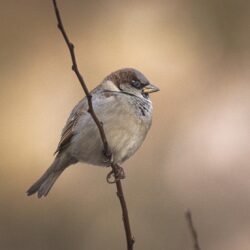 Closeup photo of House Sparrow HD wallpapers