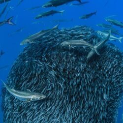 Wallpapers sea, fish, Barracuda, sardines image for desktop