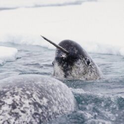 Narwhals wallpapers Gallery