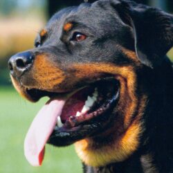 Free Happy Rottweiler Wallpapers Download The PX