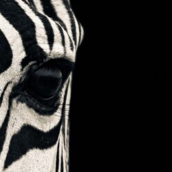 hd pics photos beautiful zebra face close up macro wild animals hd