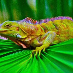 IGUANA Wallpapers and Backgrounds Image