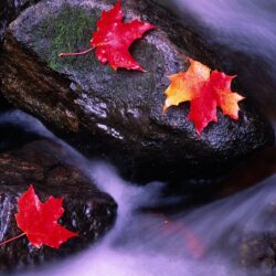 Rivers of Canada wallpapers and image