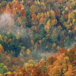 Desktop Wallpapers » Natural Backgrounds » Colorful Autumn Forest