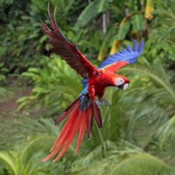 Macaw scarlet macaws birds flight parrots wallpapers